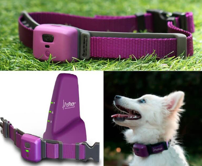 2026 Yılında Evcil Hayvan Teknolojileri: Akıllı Tasmalar, Sağlık Sensörleri ve Yapay Zekâ Destekli Bakım