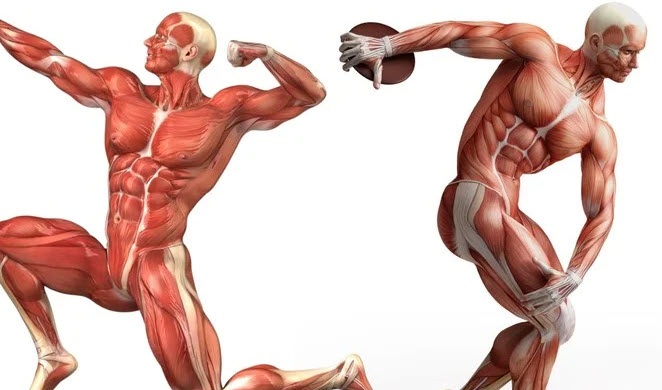 Biyomekanik ve Form Analizi: Egzersizleri Anatomik Yapınıza Göre Modifiye Etme Sanatı