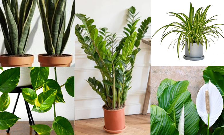 Asla Olmeyen 5 Dayanikli Salon Bitkisi