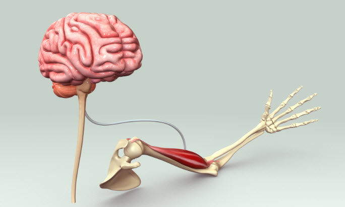 Zihin Kas Bağlantısı (Mind-Muscle Connection): Antrenman Verimini Artıran Nöromüsküler Odaklanma Teknikleri